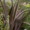 Phormium Sundowner Pink 5L Pot -FurniHaven Shop MKXRW SQ1 0000000088 NO COLOR SLf