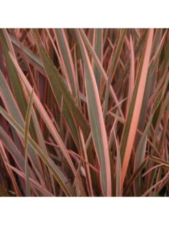 Phormium Sundowner Pink 5L Pot -FurniHaven Shop MKXRW SQ2 0000000088 NO COLOR SLd