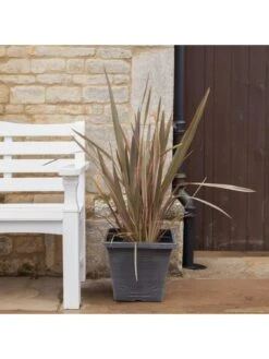 Phormium Sundowner Pink 5L Pot -FurniHaven Shop MKXRW SQ3 0000000088 NO COLOR SLd1