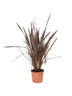 Phormium Sundowner Pink 5L Pot -FurniHaven Shop MKXRW SQ4 0000000088 NO COLOR SLd2