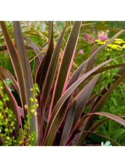 Phormium Sundowner Pink 5L Pot -FurniHaven Shop MKXRW SQ5 0000000088 NO COLOR SLd3