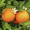 Large Orange Tree (6L Pot) -FurniHaven Shop MKXT3 SQ1 0000000088 NO COLOR SLf