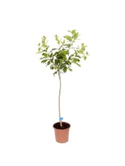 Large Orange Tree (6L Pot) -FurniHaven Shop MKXT3 SQ2 0000000088 NO COLOR SLd