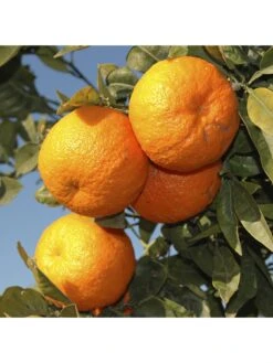 Large Orange Tree (6L Pot) -FurniHaven Shop MKXT3 SQ3 0000000088 NO COLOR SLd1