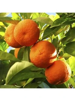 Large Orange Tree (6L Pot) -FurniHaven Shop MKXT3 SQ4 0000000088 NO COLOR SLd2