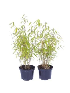 Pair Of Fountain Bamboo Fargesia Rufa 2L -FurniHaven Shop MNPMJ SQ2 0000000088 NO COLOR SLd