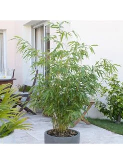 Pair Of Fountain Bamboo Fargesia Rufa 2L -FurniHaven Shop MNPMJ SQ3 0000000088 NO COLOR SLd1