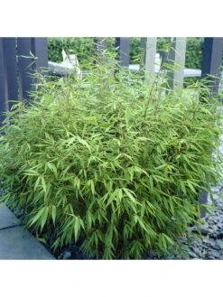 Pair Of Fountain Bamboo Fargesia Rufa 2L -FurniHaven Shop MNPMJ SQ4 0000000088 NO COLOR SLd2