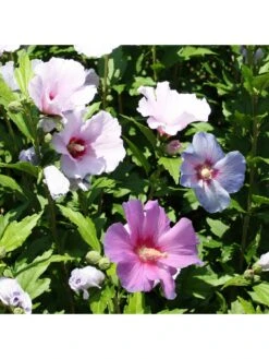 3-in-1 Hibiscus Tricolour 3L Potted Plant -FurniHaven Shop MQF6L SQ2 0000000088 NO COLOR SLd