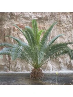 Hardy Phoenix Palm Tree 1.2-1.4M Tall -FurniHaven Shop MQF6X SQ2 0000000088 NO COLOR SLd