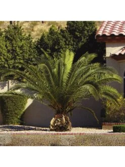 Hardy Phoenix Palm Tree 1.2-1.4M Tall -FurniHaven Shop MQF6X SQ3 0000000088 NO COLOR SLd1