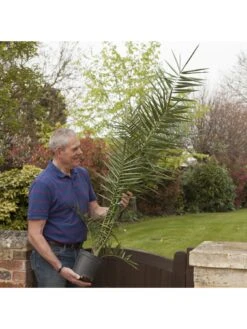 Hardy Phoenix Palm Tree 1.2-1.4M Tall -FurniHaven Shop MQF6X SQ4 0000000088 NO COLOR SLd2