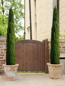Pair Of Italian Cypress Trees 60 -80cm Tall