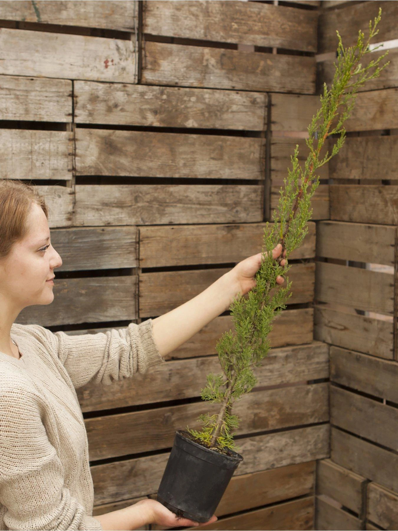 Pair Of Italian Cypress Trees 60 -80cm Tall 4 Pair Of Italian Cypress Trees 60 -80cm Tall - Image 2