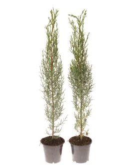 Pair Of Italian Cypress Trees 60 -80cm Tall 9 Pair Of Italian Cypress Trees 60 -80cm Tall -FurniHaven Shop NGKTD SQ3 0000000088 NO COLOR SLd1