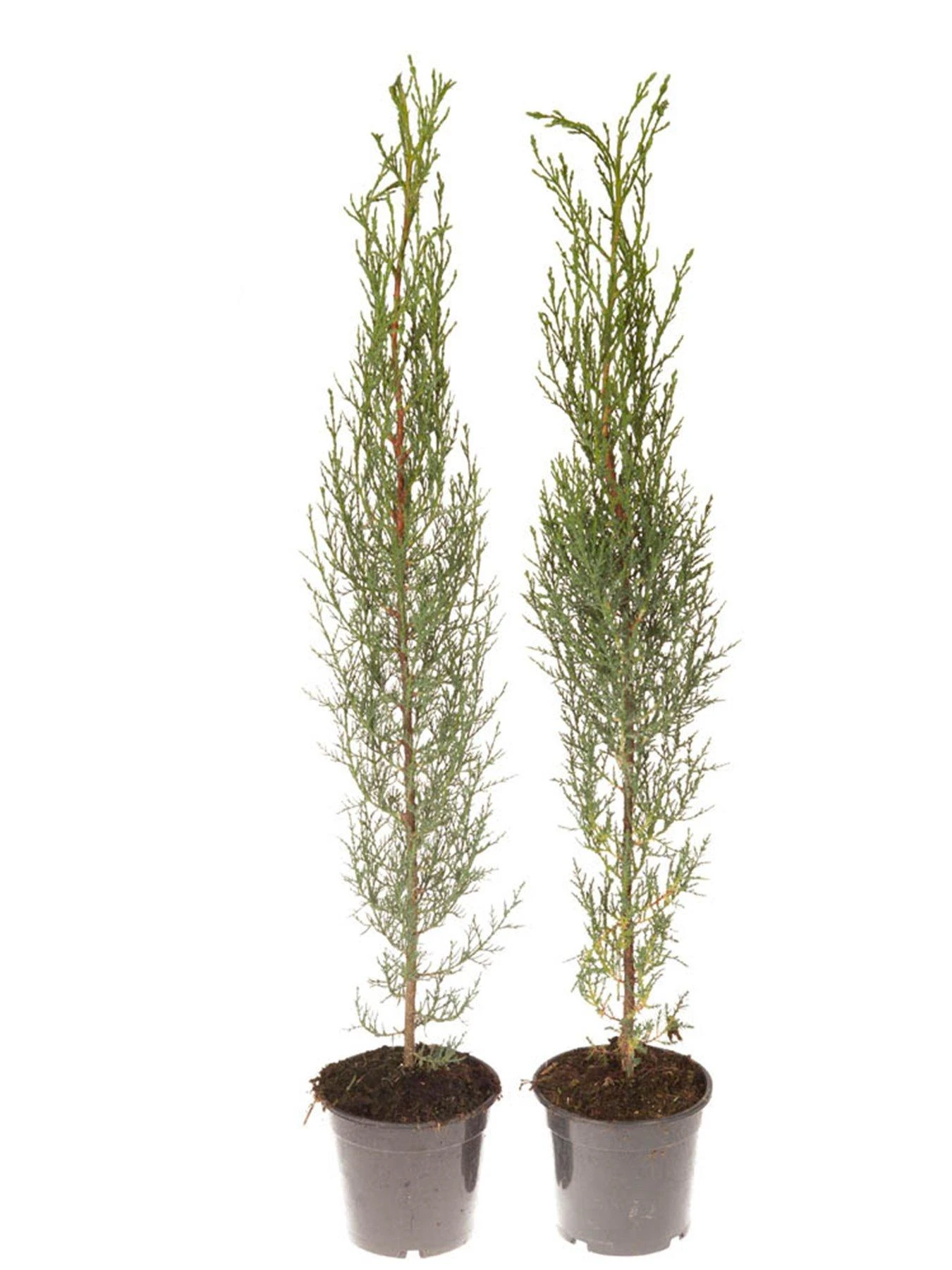 Pair Of Italian Cypress Trees 60 -80cm Tall 5 Pair Of Italian Cypress Trees 60 -80cm Tall - Image 3