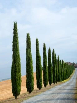 Pair Of Italian Cypress Trees 60 -80cm Tall 10 Pair Of Italian Cypress Trees 60 -80cm Tall -FurniHaven Shop NGKTD SQ4 0000000088 NO COLOR SLd2