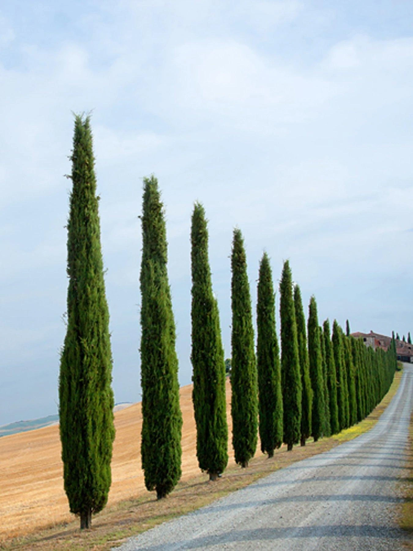 Pair Of Italian Cypress Trees 60 -80cm Tall 6 Pair Of Italian Cypress Trees 60 -80cm Tall - Image 4
