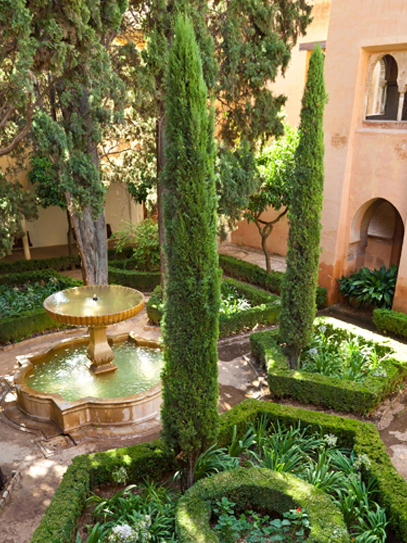 Pair Of Italian Cypress Trees 60 -80cm Tall 7 Pair Of Italian Cypress Trees 60 -80cm Tall - Image 5