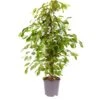 Ficus Benjamanica (Weeping Fig) 21cm Pot 90cm Tall - Green Houseplant -FurniHaven Shop NU4GK SQ1 0000000099 N A SLf