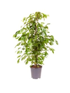 Ficus Benjamanica (Weeping Fig) 21cm Pot 90cm Tall - Green Houseplant