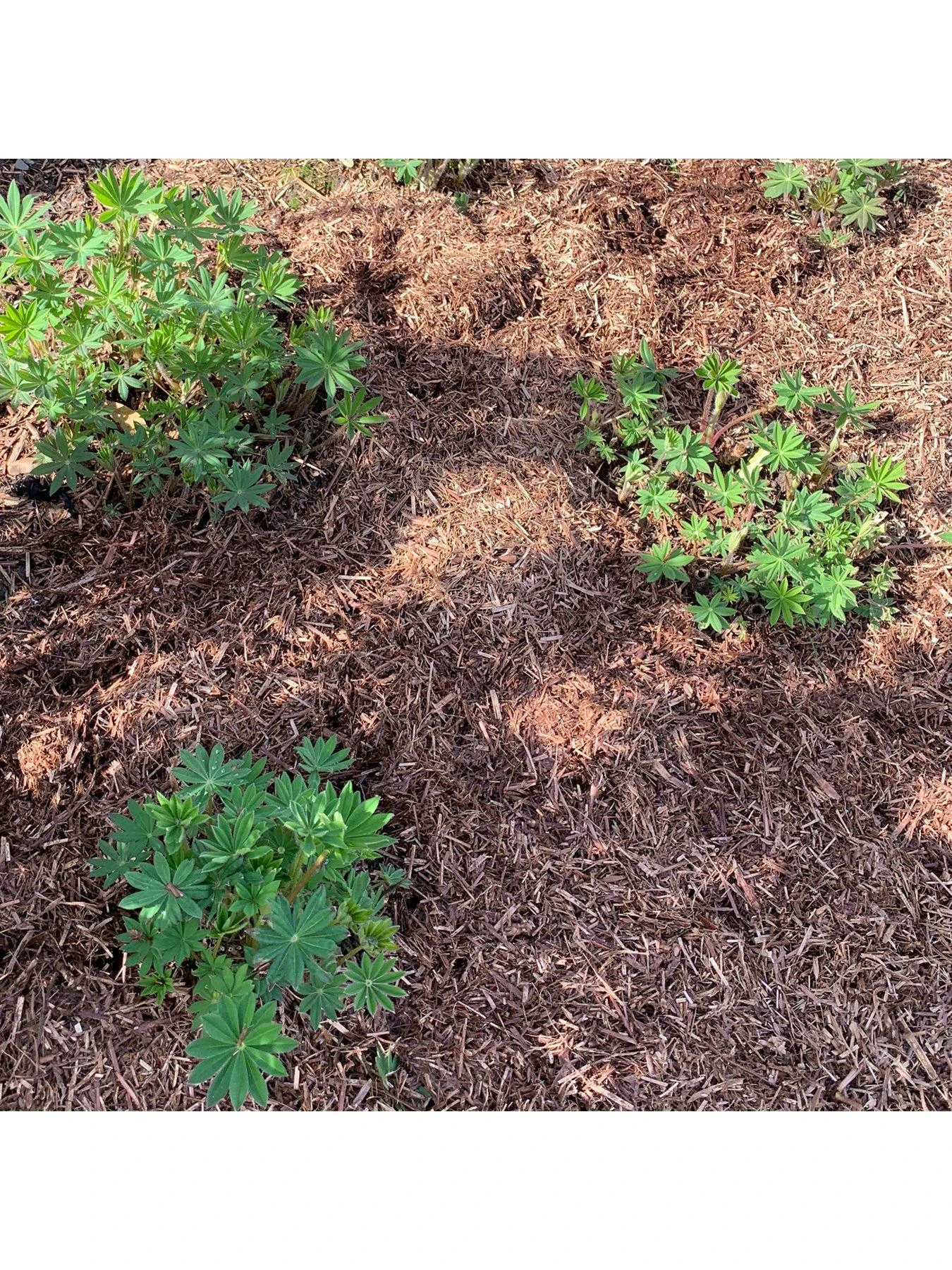 Strulch Mineralised Straw Mulch & Slug Deterrent 9kg Bag 4 Strulch Mineralised Straw Mulch & Slug Deterrent 9kg Bag - Image 2