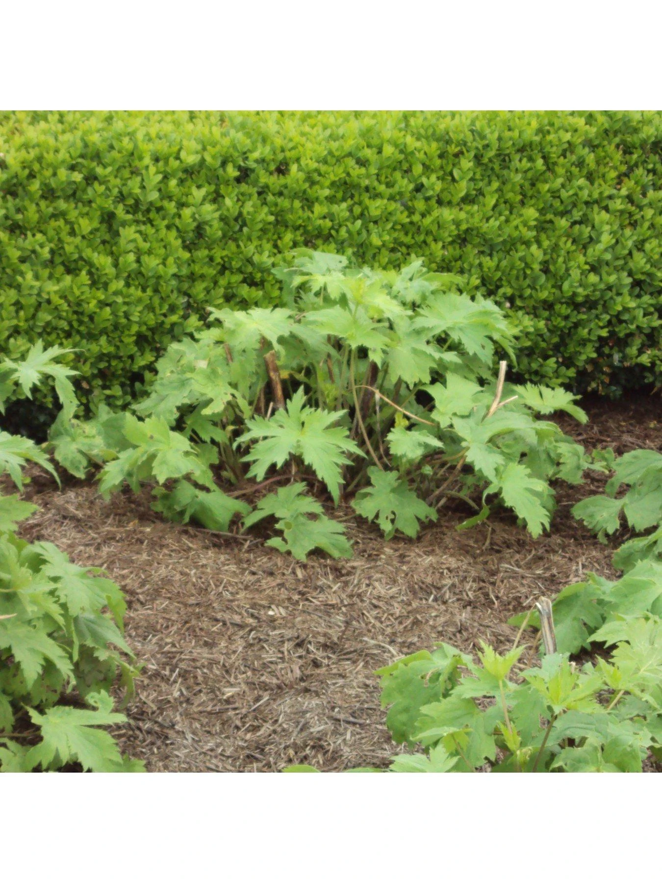 Strulch Mineralised Straw Mulch & Slug Deterrent 9kg Bag 5 Strulch Mineralised Straw Mulch & Slug Deterrent 9kg Bag - Image 3