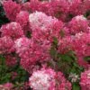 Hydrangea Paniculata Collection 3 X 9cm Pots -FurniHaven Shop Q4GPT SQ1 0000000088 NO COLOR SLf