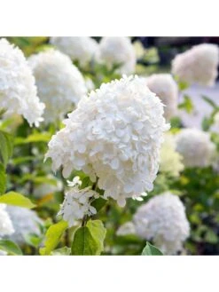 Hydrangea Paniculata Collection 3 X 9cm Pots -FurniHaven Shop Q4GPT SQ2 0000000088 NO COLOR SLd