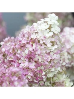 Hydrangea Paniculata Collection 3 X 9cm Pots -FurniHaven Shop Q4GPT SQ3 0000000088 NO COLOR SLd1