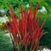 Imperata 'Red Baron' (Blood Grass) 9cm X 3 -FurniHaven Shop Q4GQ3 SQ1 0000000088 NO COLOR SLf