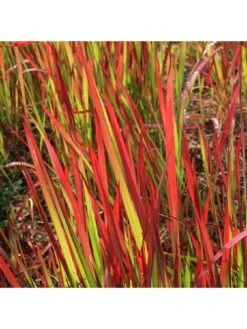 Imperata 'Red Baron' (Blood Grass) 9cm X 3 -FurniHaven Shop Q4GQ3 SQ2 0000000088 NO COLOR SLd