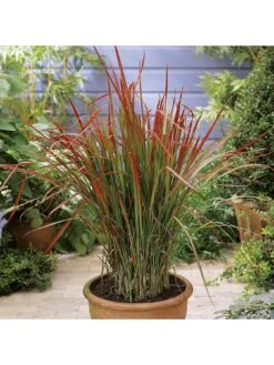 Imperata 'Red Baron' (Blood Grass) 9cm X 3 -FurniHaven Shop Q4GQ3 SQ3 0000000088 NO COLOR SLd1