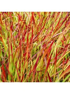 Imperata 'Red Baron' (Blood Grass) 9cm X 3 -FurniHaven Shop Q4GQ3 SQ4 0000000088 NO COLOR SLd2