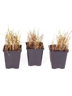 Imperata 'Red Baron' (Blood Grass) 9cm X 3 -FurniHaven Shop Q4GQ3 SQ5 0000000088 NO COLOR SLd3