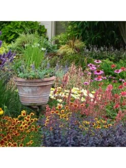 Lucky Dip Perennial 12 Plant Collection