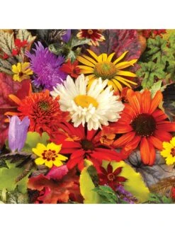 Lucky Dip Perennial 12 Plant Collection 10 Lucky Dip Perennial 12 Plant Collection -FurniHaven Shop Q4GQ4 SQ4 0000000088 NO COLOR SLd2