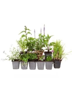 Lucky Dip Perennial 12 Plant Collection 11 Lucky Dip Perennial 12 Plant Collection -FurniHaven Shop Q4GQ4 SQ5 0000000088 NO COLOR SLd3