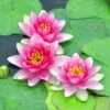 Water Lily Planting Kit - Pink 2 Water Lily Planting Kit - Pink -FurniHaven Shop Q4GQ9 SQ1 0000000088 NO COLOR SLf