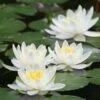 Water Lily Planting Kit - White -FurniHaven Shop Q4GQE SQ1 0000000088 NO COLOR SLf