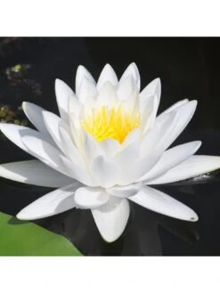 Water Lily Planting Kit - White -FurniHaven Shop Q4GQE SQ2 0000000088 NO COLOR SLd