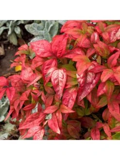 Nandina 'Firepower' 2L -FurniHaven Shop QY9LG SQ2 0000000088 NO COLOR SLd