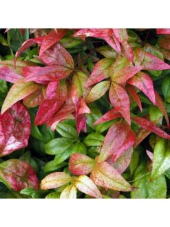 Nandina 'Firepower' 2L -FurniHaven Shop QY9LG SQ3 0000000088 NO COLOR SLd1