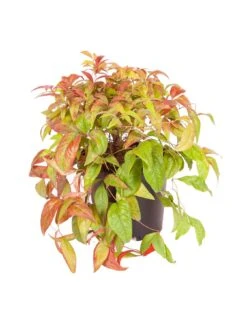 Nandina 'Firepower' 2L -FurniHaven Shop QY9LG SQ5 0000000088 NO COLOR SLd3