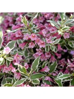 Weigela Florida 'Monet' 3L -FurniHaven Shop R7VRD SQ2 0000000088 NO COLOR SLd