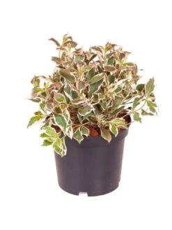 Weigela Florida 'Monet' 3L -FurniHaven Shop R7VRD SQ3 0000000088 NO COLOR SLd1