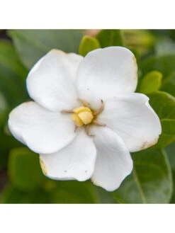 Gardenia Kleims Hardy 2L -FurniHaven Shop R7VRH SQ2 0000000088 NO COLOR SLd