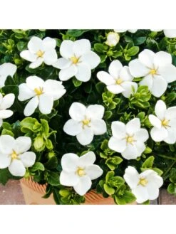 Gardenia Kleims Hardy 2L -FurniHaven Shop R7VRH SQ3 0000000088 NO COLOR SLd1