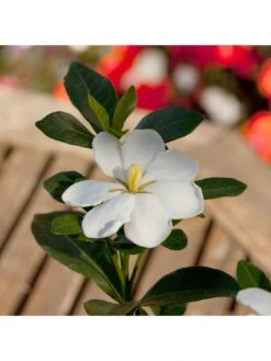 Gardenia Kleims Hardy 2L -FurniHaven Shop R7VRH SQ4 0000000088 NO COLOR SLd2