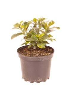 Gardenia Kleims Hardy 2L -FurniHaven Shop R7VRH SQ5 0000000088 NO COLOR SLd3